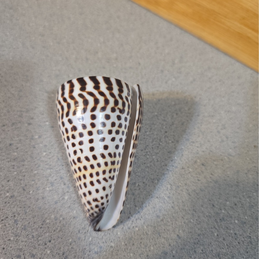 Vintage Conus Litteratus Cone Seashell Hawaii Coast 1990, 3 Inch - Picture 5 of 6